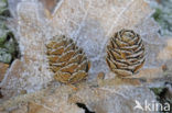 European Larch (Larix decidua)