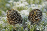 European Larch (Larix decidua)