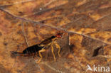 Europese oorworm (Forficula auricularia)