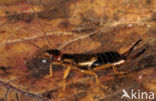 Europese oorworm (Forficula auricularia)