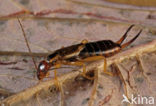 European earwig (Forficula auricularia)