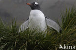 Gentoo penguin (Pygoscelis papua) 