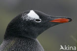 Gentoo penguin (Pygoscelis papua) 