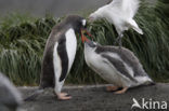 Gentoo penguin (Pygoscelis papua) 