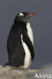 Gentoo penguin (Pygoscelis papua) 