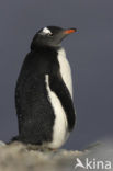 Ezelspinguin (Pygoscelis papua) 