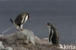 Gentoo penguin (Pygoscelis papua) 