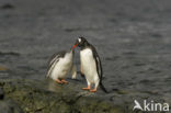 Gentoo penguin (Pygoscelis papua) 