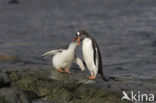 Gentoo penguin (Pygoscelis papua) 