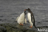 Gentoo penguin (Pygoscelis papua) 