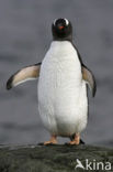 Gentoo penguin (Pygoscelis papua) 