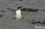 Gentoo penguin (Pygoscelis papua) 