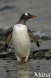 Gentoo penguin (Pygoscelis papua) 