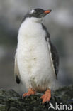 Gentoo penguin (Pygoscelis papua) 