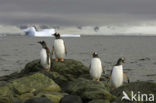 Gentoo penguin (Pygoscelis papua) 