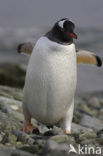 Gentoo penguin (Pygoscelis papua) 