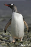 Gentoo penguin (Pygoscelis papua) 