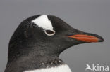 Gentoo penguin (Pygoscelis papua) 