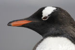 Gentoo penguin (Pygoscelis papua) 