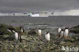 Gentoo penguin (Pygoscelis papua) 