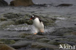 Gentoo penguin (Pygoscelis papua) 