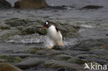 Ezelspinguin (Pygoscelis papua) 