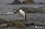 Gentoo penguin (Pygoscelis papua) 