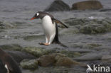 Gentoo penguin (Pygoscelis papua) 