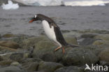 Gentoo penguin (Pygoscelis papua) 