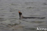 Gentoo penguin (Pygoscelis papua) 