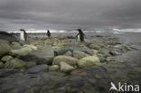 Gentoo penguin (Pygoscelis papua) 