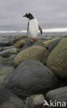 Gentoo penguin (Pygoscelis papua) 