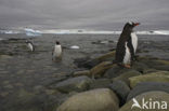 Ezelspinguin (Pygoscelis papua) 