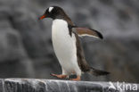 Ezelspinguin (Pygoscelis papua) 