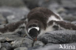 Ezelspinguin (Pygoscelis papua) 