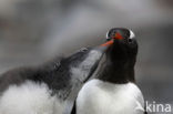 Ezelspinguin (Pygoscelis papua) 