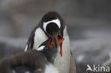 Ezelspinguin (Pygoscelis papua) 