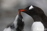 Ezelspinguin (Pygoscelis papua) 