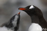 Ezelspinguin (Pygoscelis papua) 