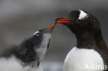 Ezelspinguin (Pygoscelis papua) 