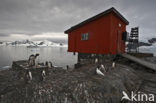 Ezelspinguin (Pygoscelis papua) 