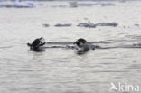 Ezelspinguin (Pygoscelis papua) 