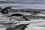 Ezelspinguin (Pygoscelis papua) 