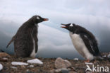 Gentoo penguin (Pygoscelis papua) 