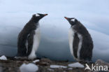 Gentoo penguin (Pygoscelis papua) 