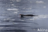 Gentoo penguin (Pygoscelis papua) 