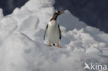 Gentoo penguin (Pygoscelis papua) 