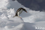 Gentoo penguin (Pygoscelis papua) 