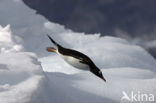 Gentoo penguin (Pygoscelis papua) 