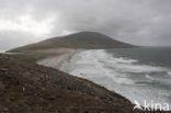 Falklands